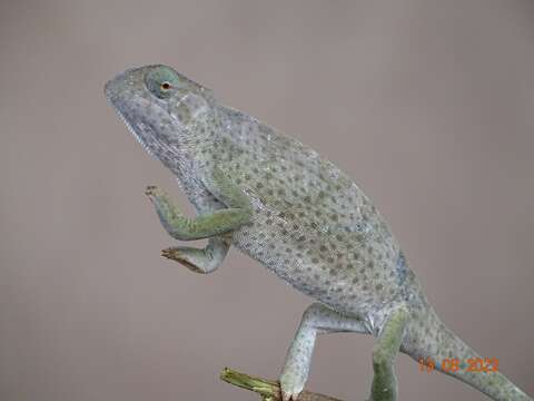 Image of Senegal Chameleon