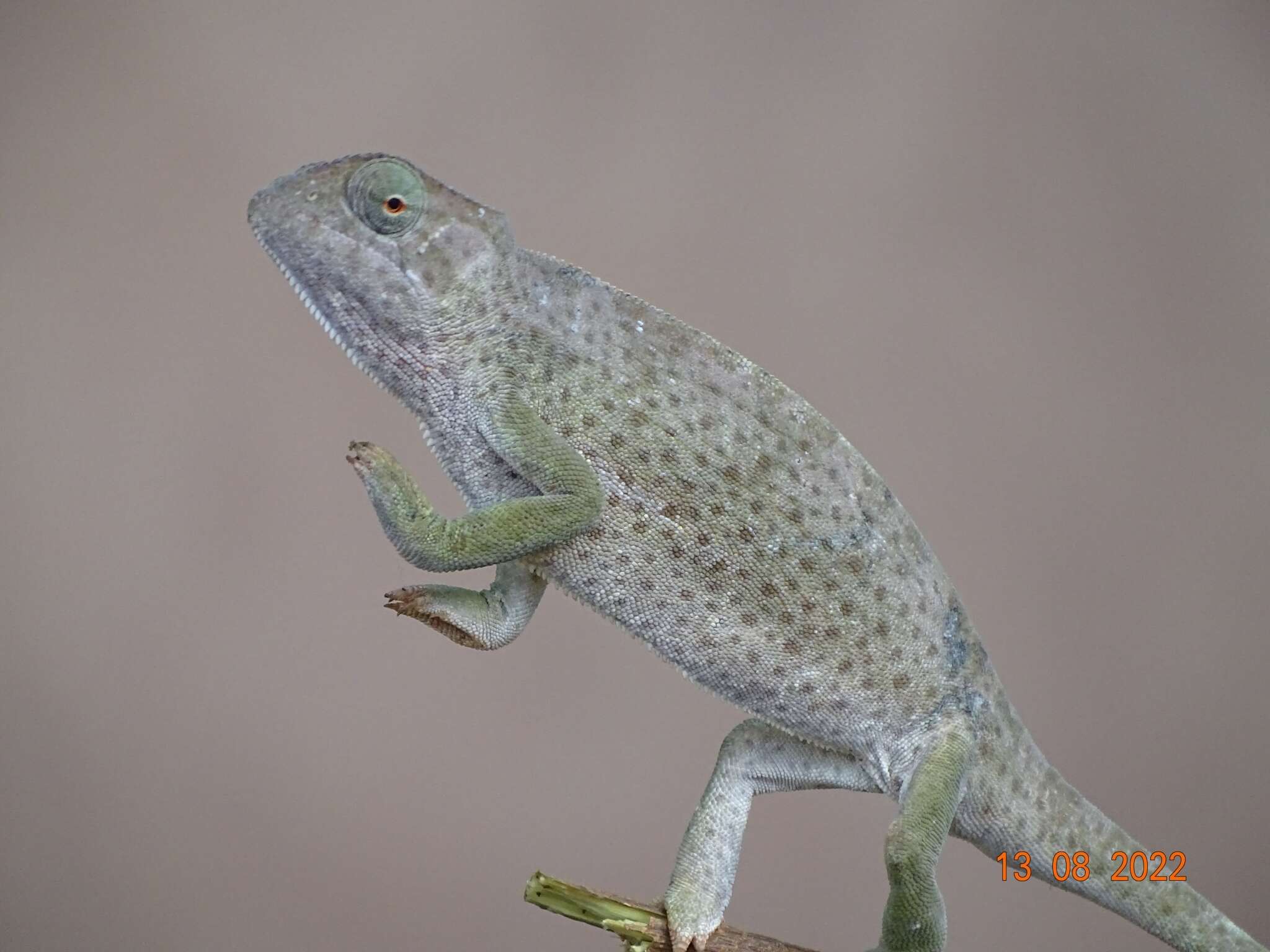 Chamaeleo senegalensis Daudin 1802 resmi