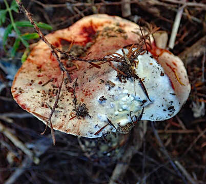 Image of Boletus leptospermi McNabb 1968