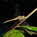 Diplacodes bipunctata (Brauer 1865) resmi