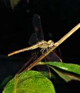 Image of Red Percher Dragonfly