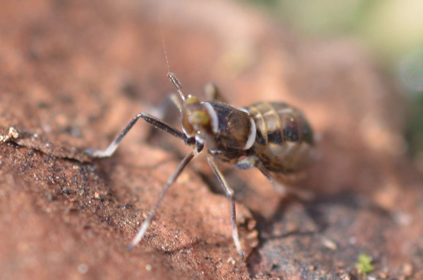 Image de Pissonotus muiri Metcalf 1943