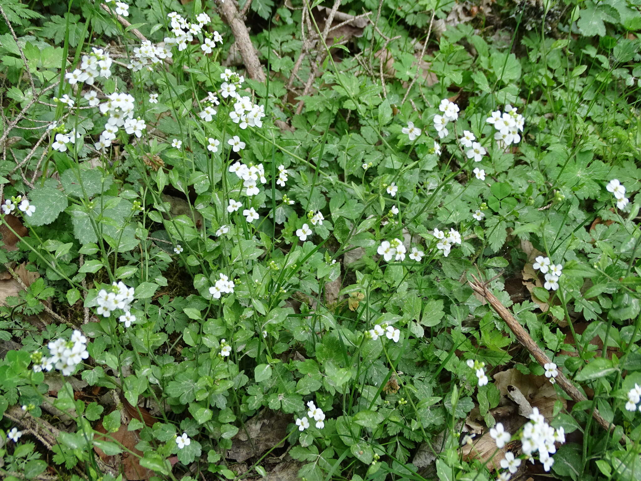 Image of Arabidopsis halleri (L.) O'Kane & Al-Shehbaz