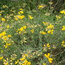 Image of Coronilla minima subsp. lotoides (Koch) Nyman