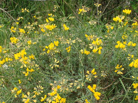 صورة Coronilla minima subsp. lotoides (Koch) Nyman