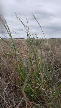 Image of Panicum laevinode Lindl.