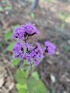 Image of Stevia zaragozana B. L. Turner