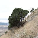 Image de Juniperus excelsa subsp. polycarpos (K. Koch) Takht.
