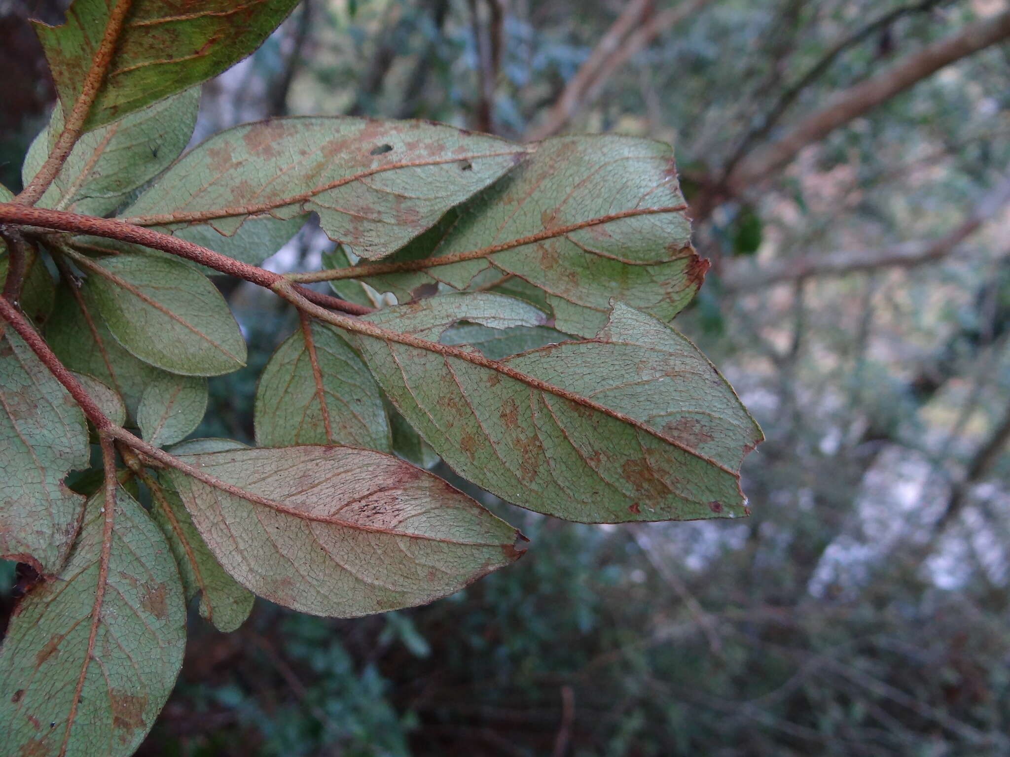 Image of Rhododendron breviperulatum Hayata