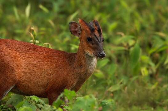 Image of Barking Deer