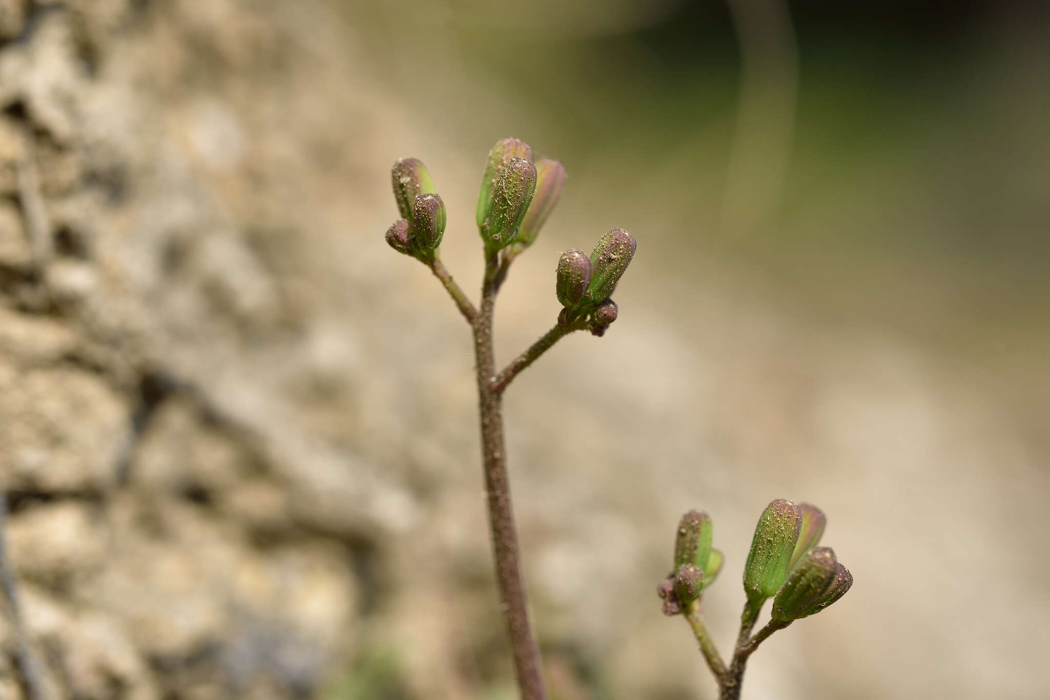 Image of Youngia japonica subsp. formosana (Hayata) Kitam.