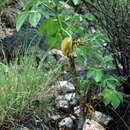 Sivun Jatropha excisa Griseb. kuva