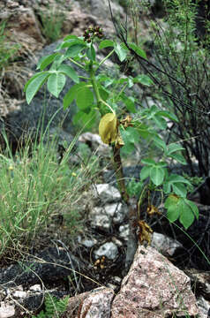 Imagem de Jatropha excisa Griseb.