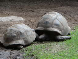 Image de Aldabrachelys