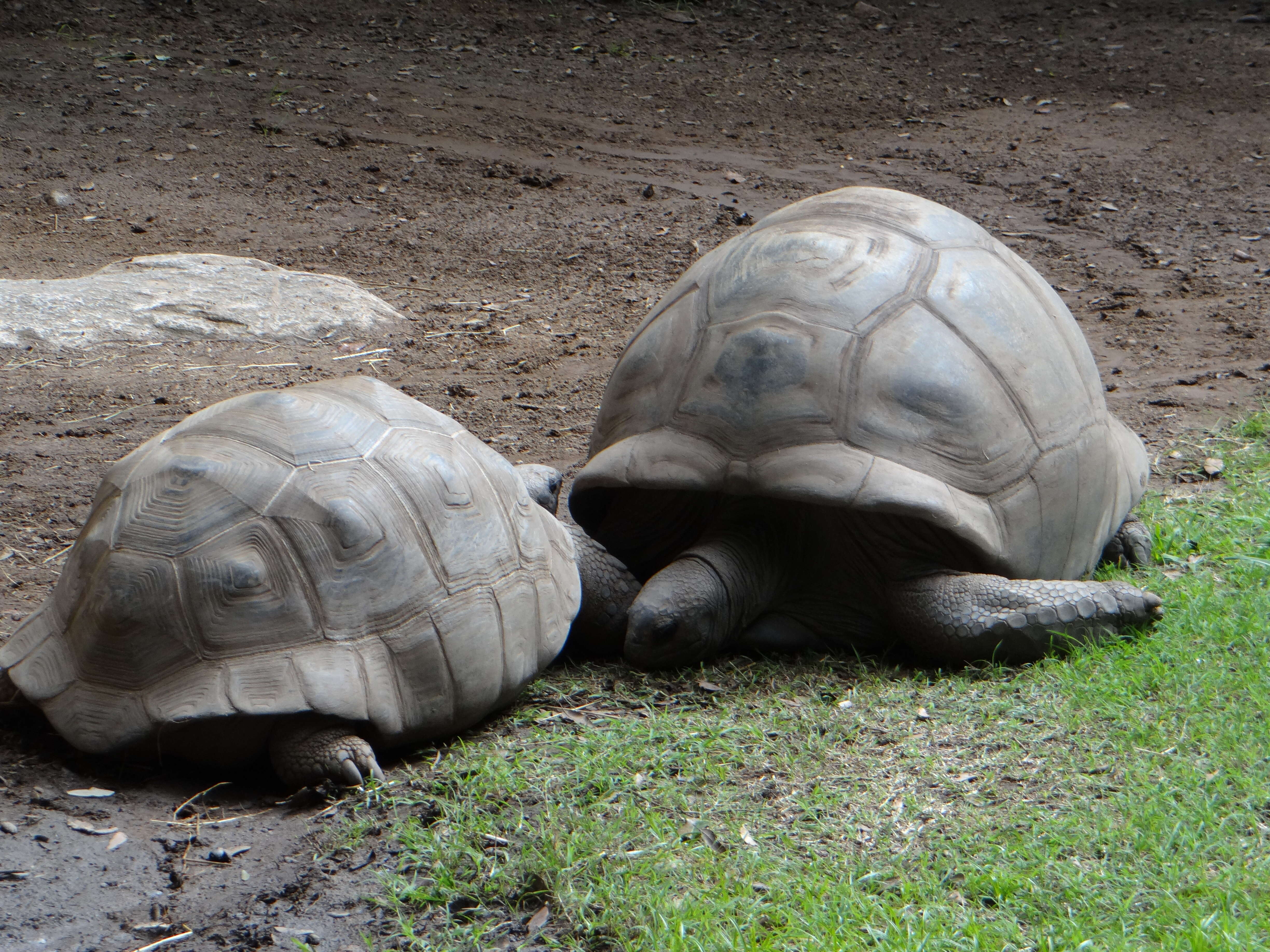 Image de Aldabrachelys