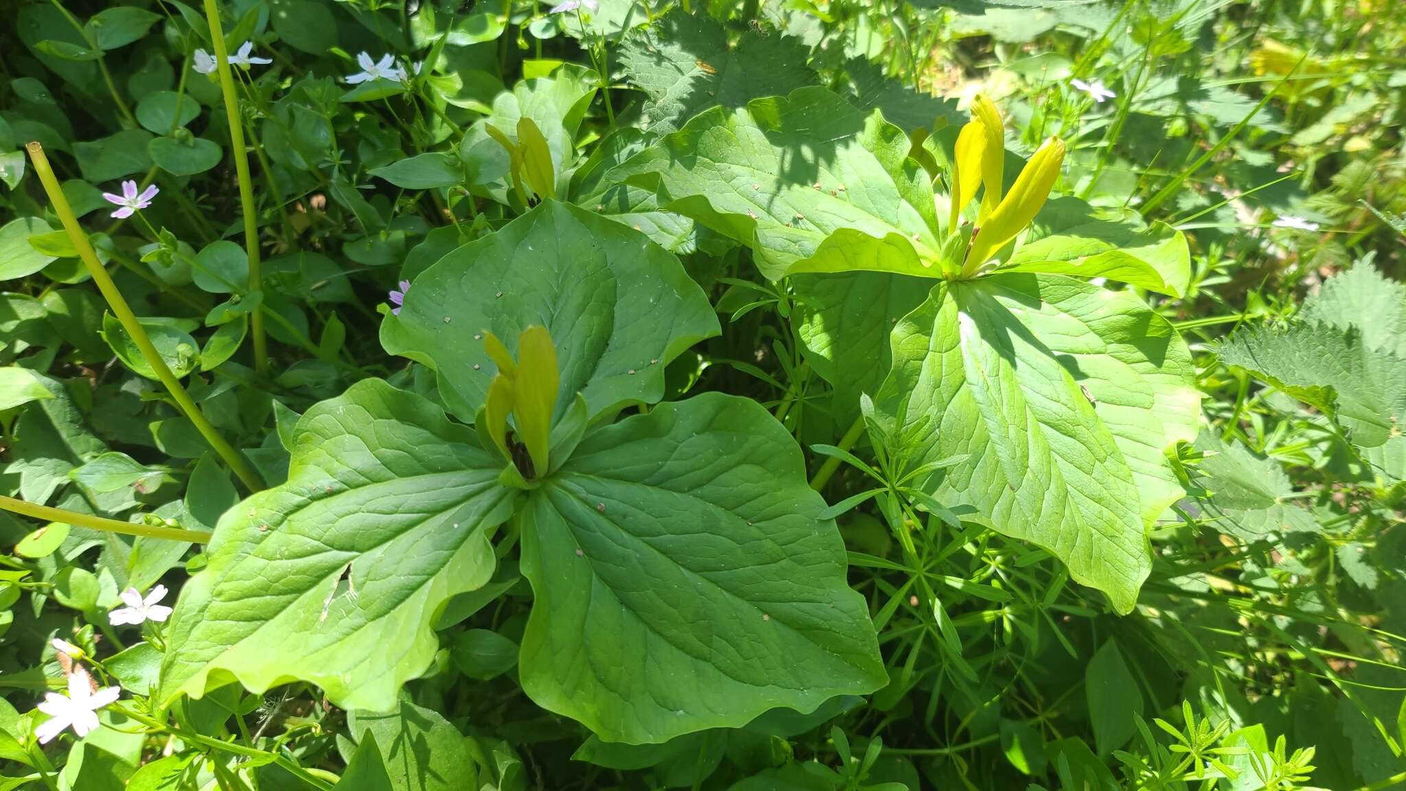 Imagem de Trillium chloropetalum var. chloropetalum