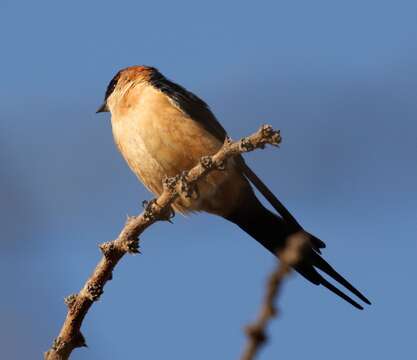 Image of Mosque Swallow