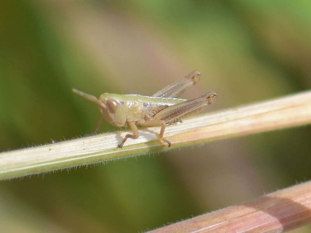 Image of Pseudochorthippus parallelus (Zetterstedt 1821)