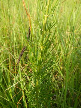 Image of Thalictrum simplex subsp. galioides (DC.) Korz.