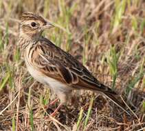 Image of Skylark