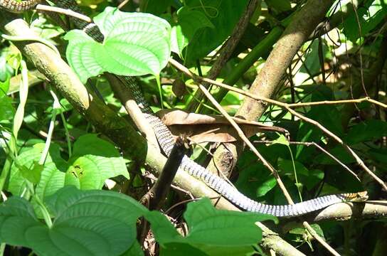 Image de Dendrelaphis kopsteini Vogel & Van Rooijen 2007