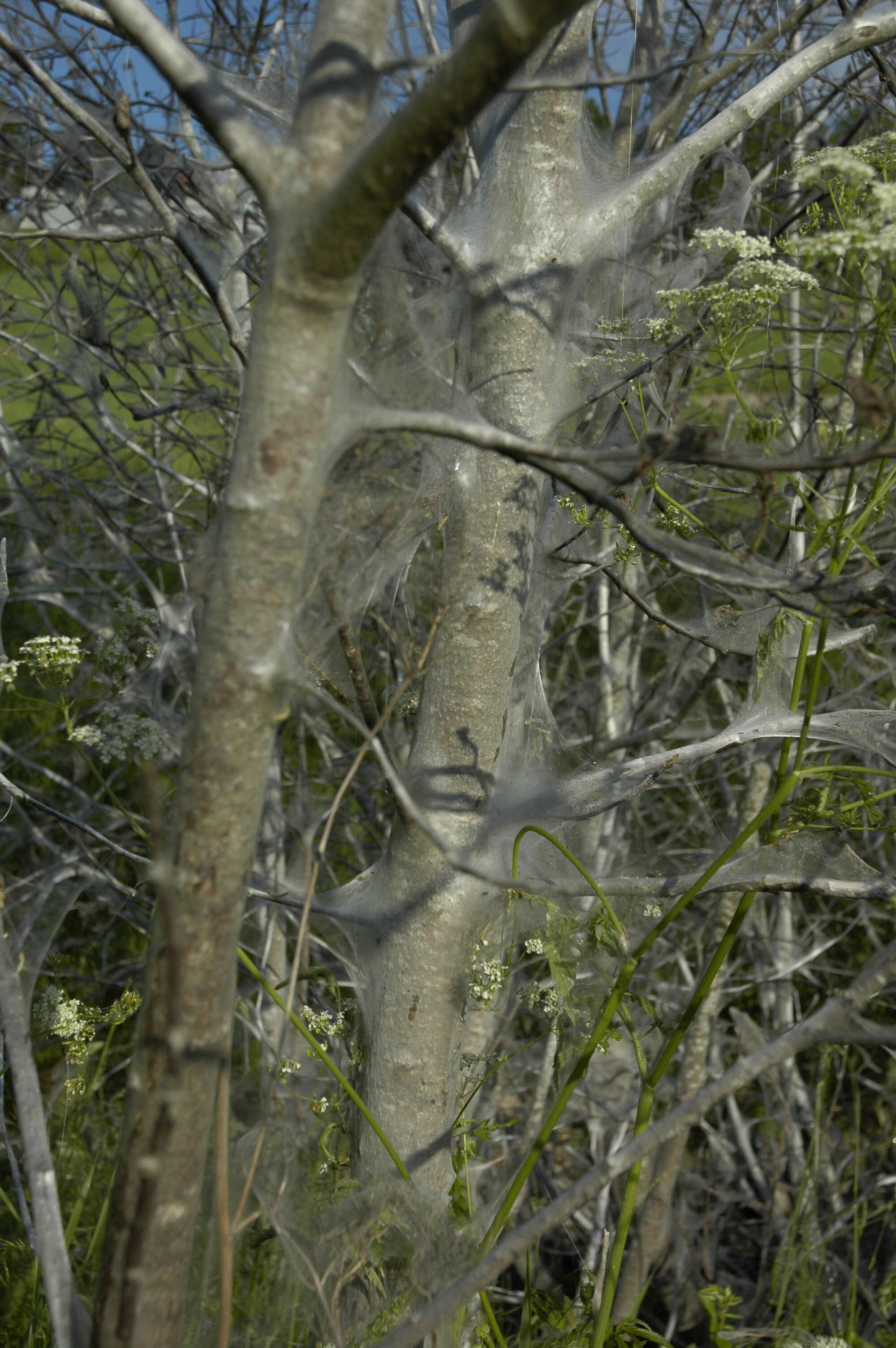 Imagem de Yponomeuta evonymella Linnaeus 1758