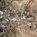 Image de Ehretia alba Retief & A. E. van Wyk