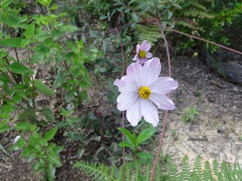 Image of Cosmos diversifolius Otto