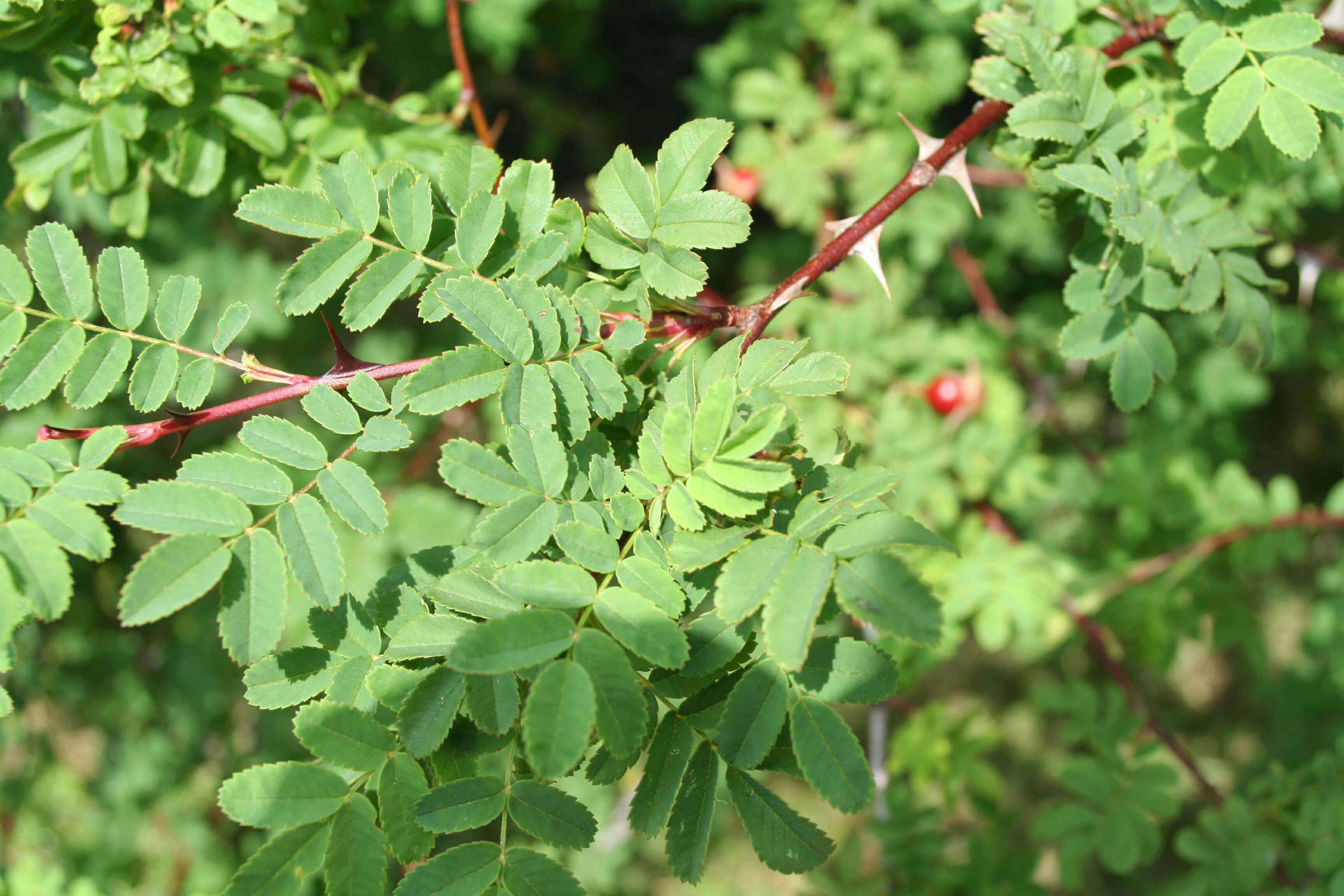 Rosa sericea Lindl. resmi