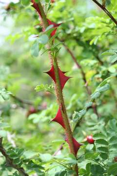 Rosa sericea Lindl. resmi