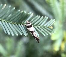 Image of Macrobathra desmotoma Meyrick 1886