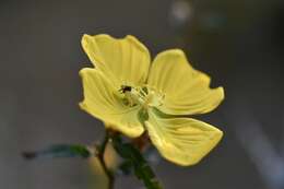 Image of Ludwigia caparosa (Cambess.) Hara