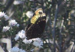 Imagem de Dira clytus Linnaeus 1764