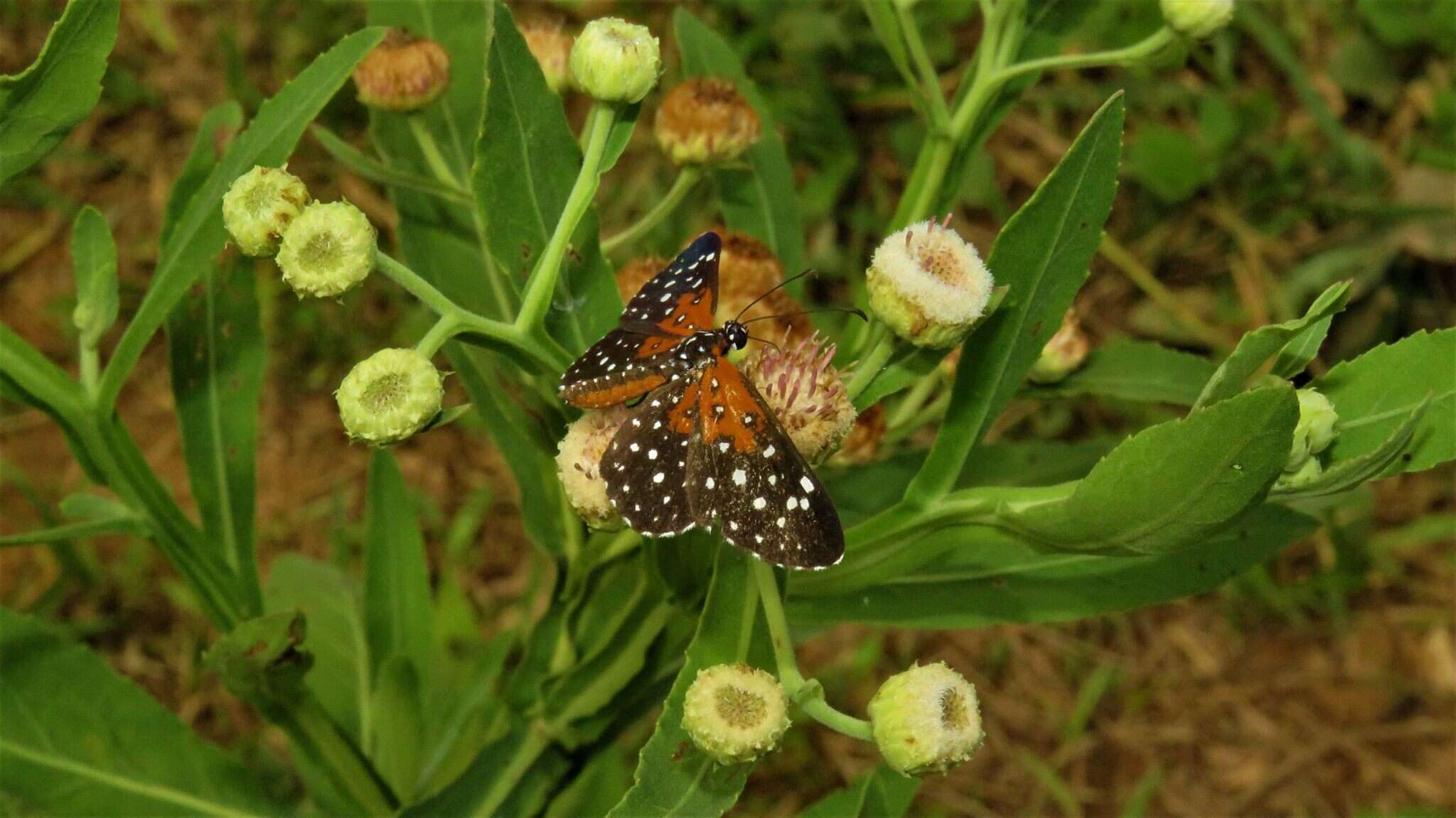 Image of Stalachtis phlegia (Cramer 1765)