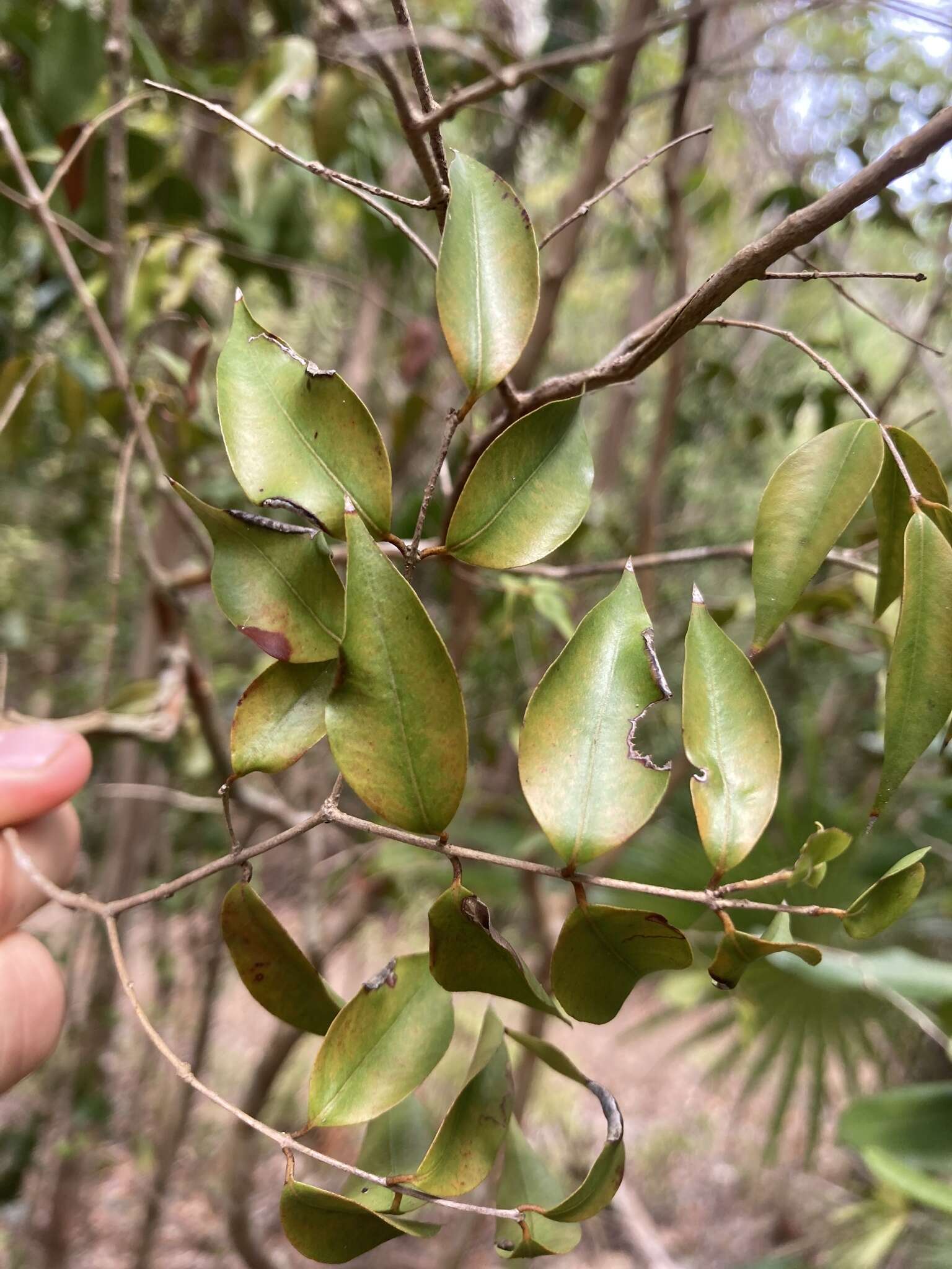 Eugenia biflora (L.) DC. resmi