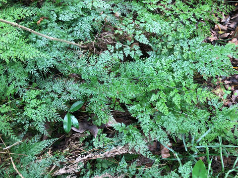 Image of Onychium japonicum (Thunb.) Kunze