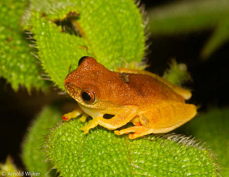 Sivun Dendropsophus bipunctatus (Spix 1824) kuva