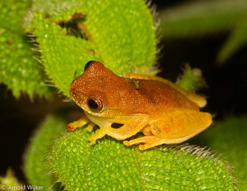 Image of Dendropsophus bipunctatus (Spix 1824)