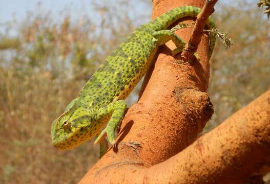 Image of Senegal Chameleon