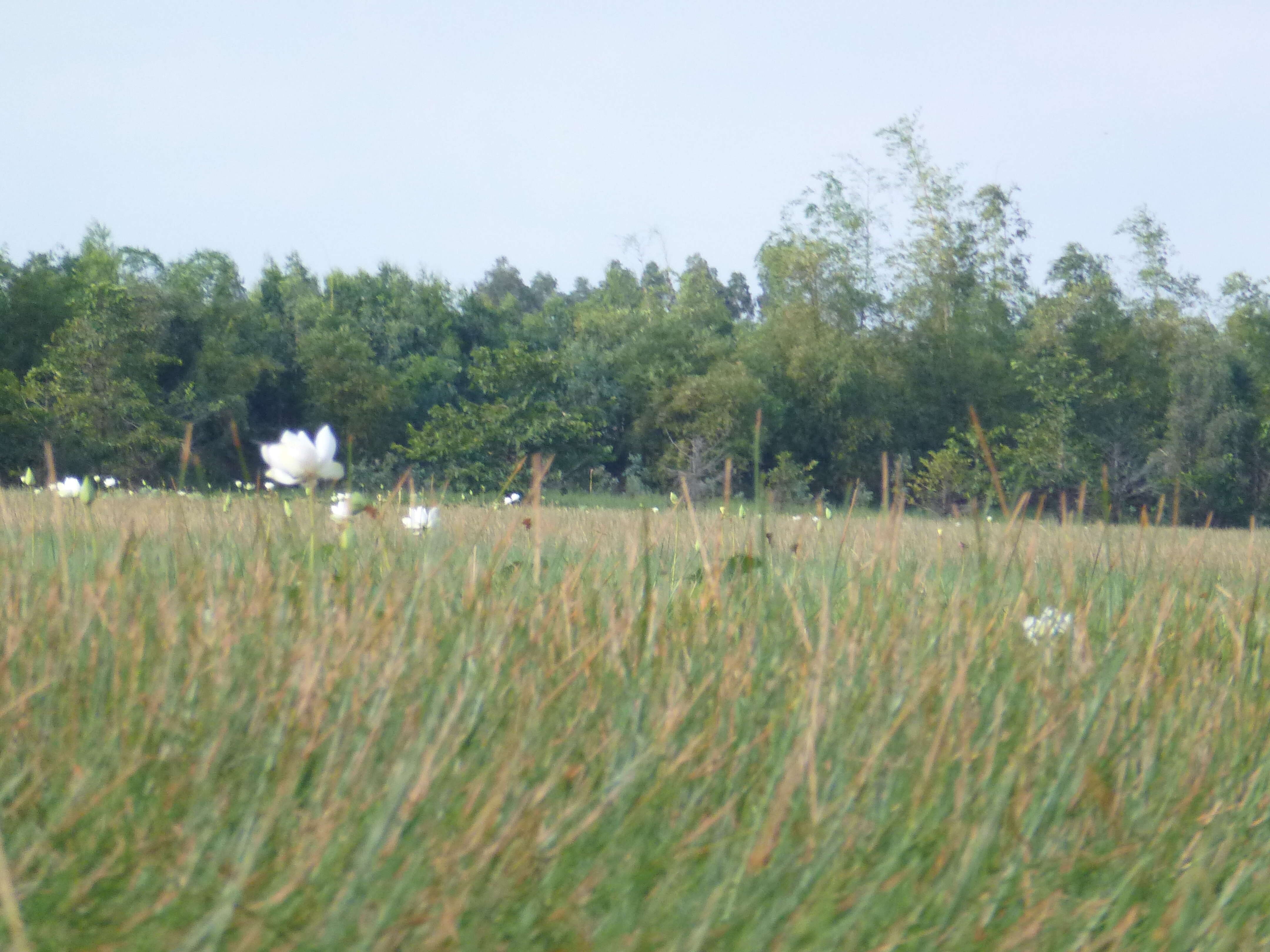 Image of American lotus