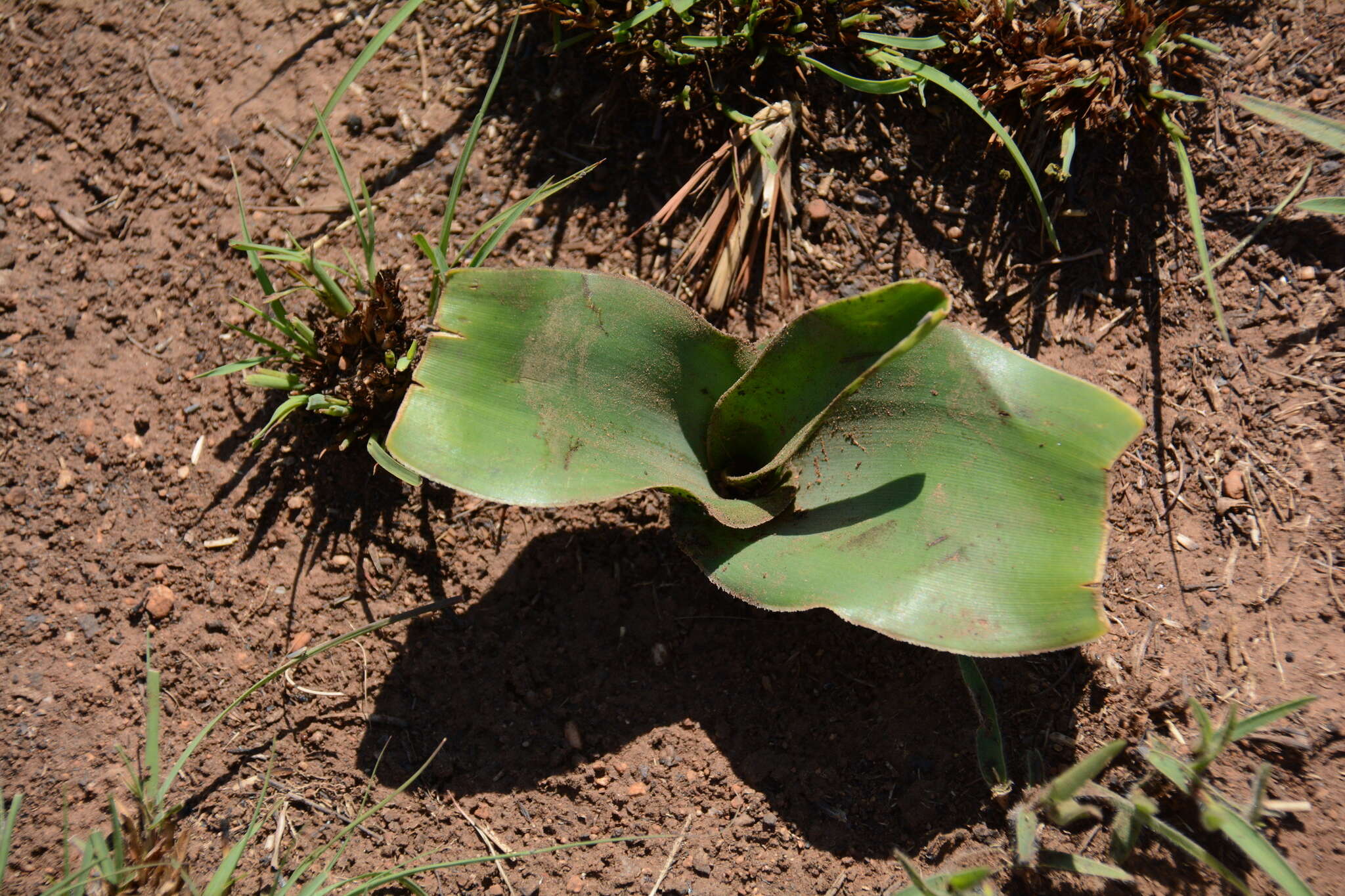 Image of Grassland crinum