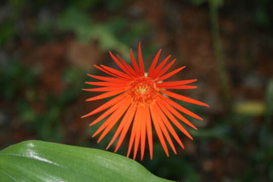 Image of Barberton daisy