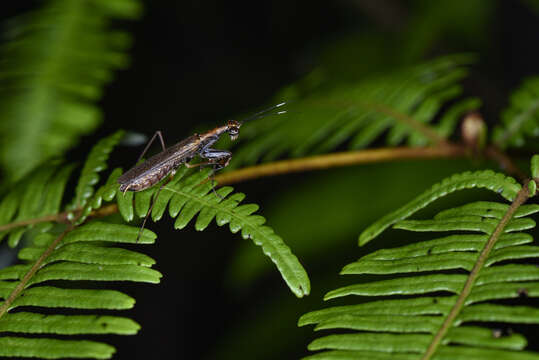 Image of Spilomantis occipitalis (Westwood 1889)