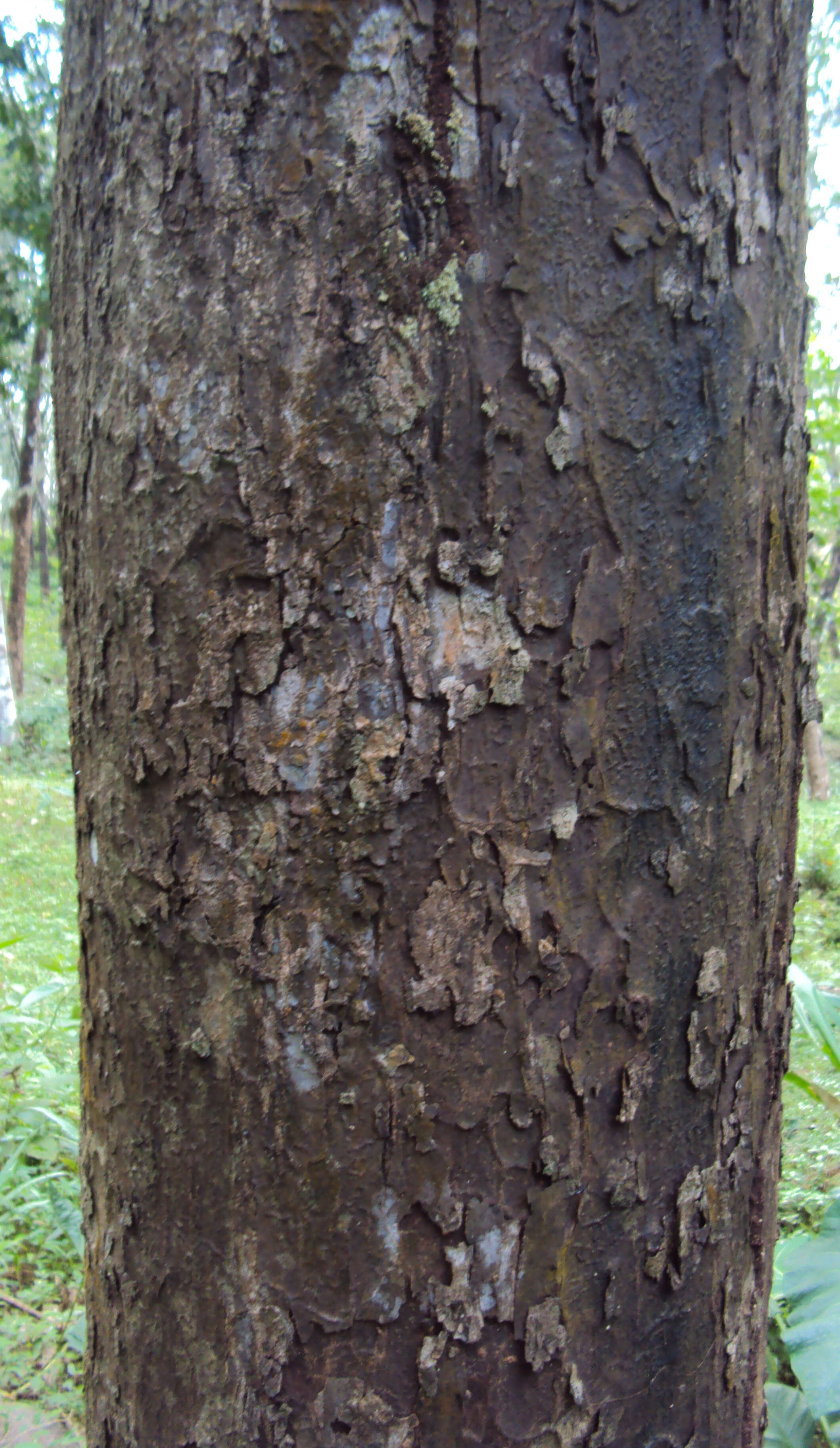 Image of cashew