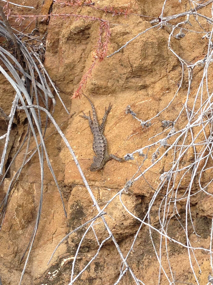 Sceloporus occidentalis longipes Baird 1858 resmi