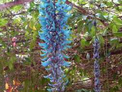 Image of Jade Vine