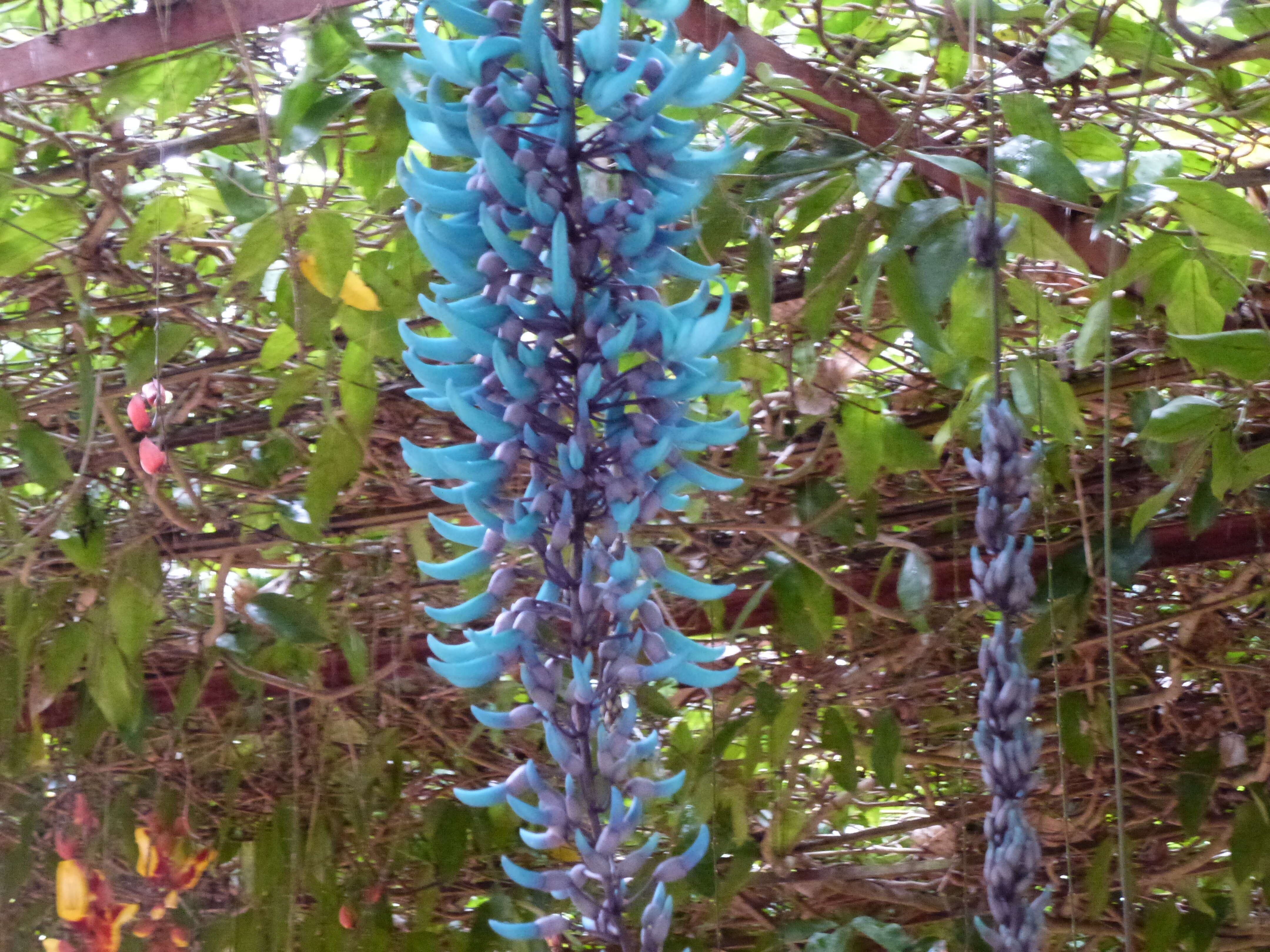 Image of Jade Vine