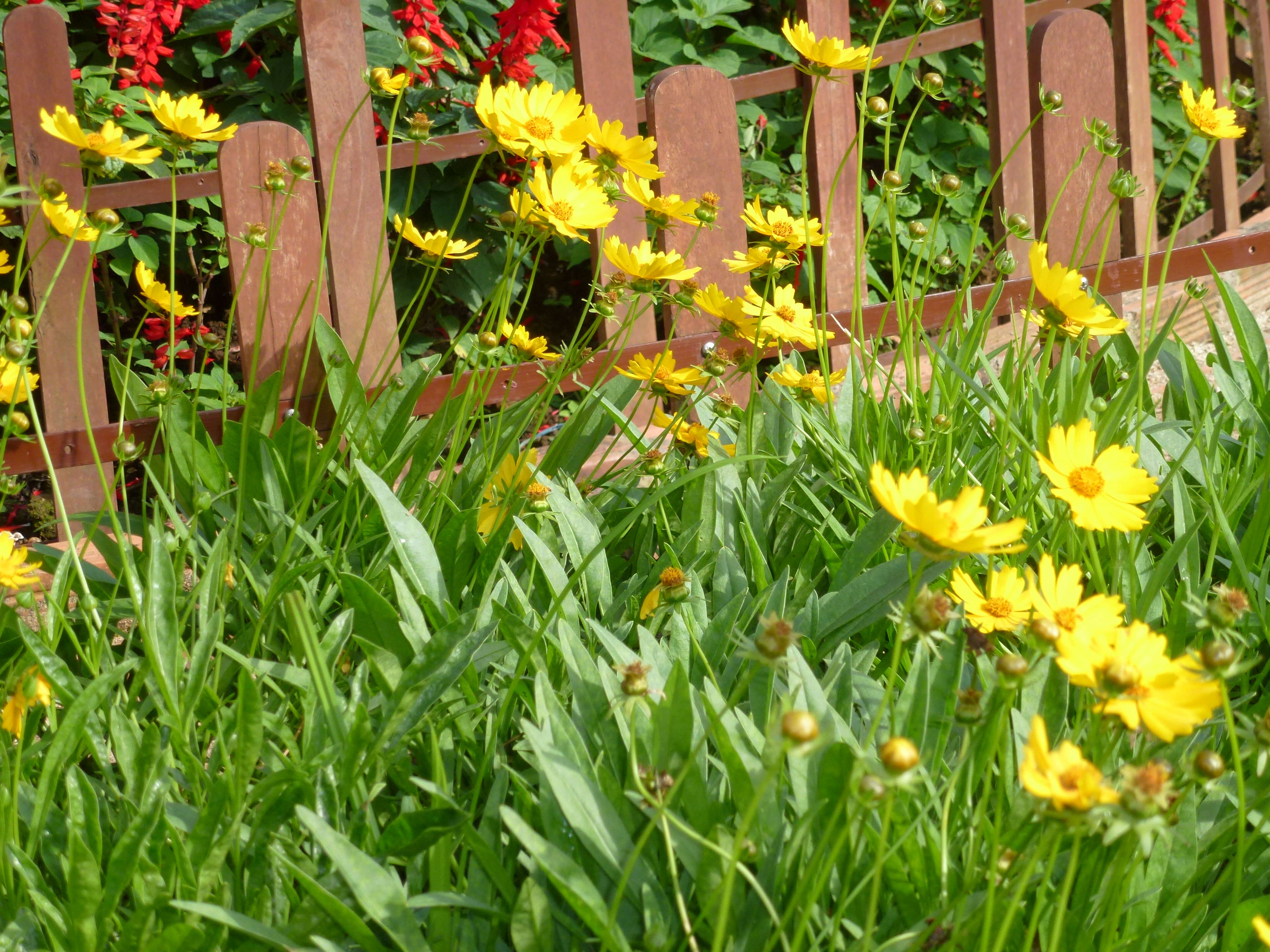 Image de Coreopsis lanceolata L.