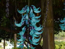 Image of Jade Vine