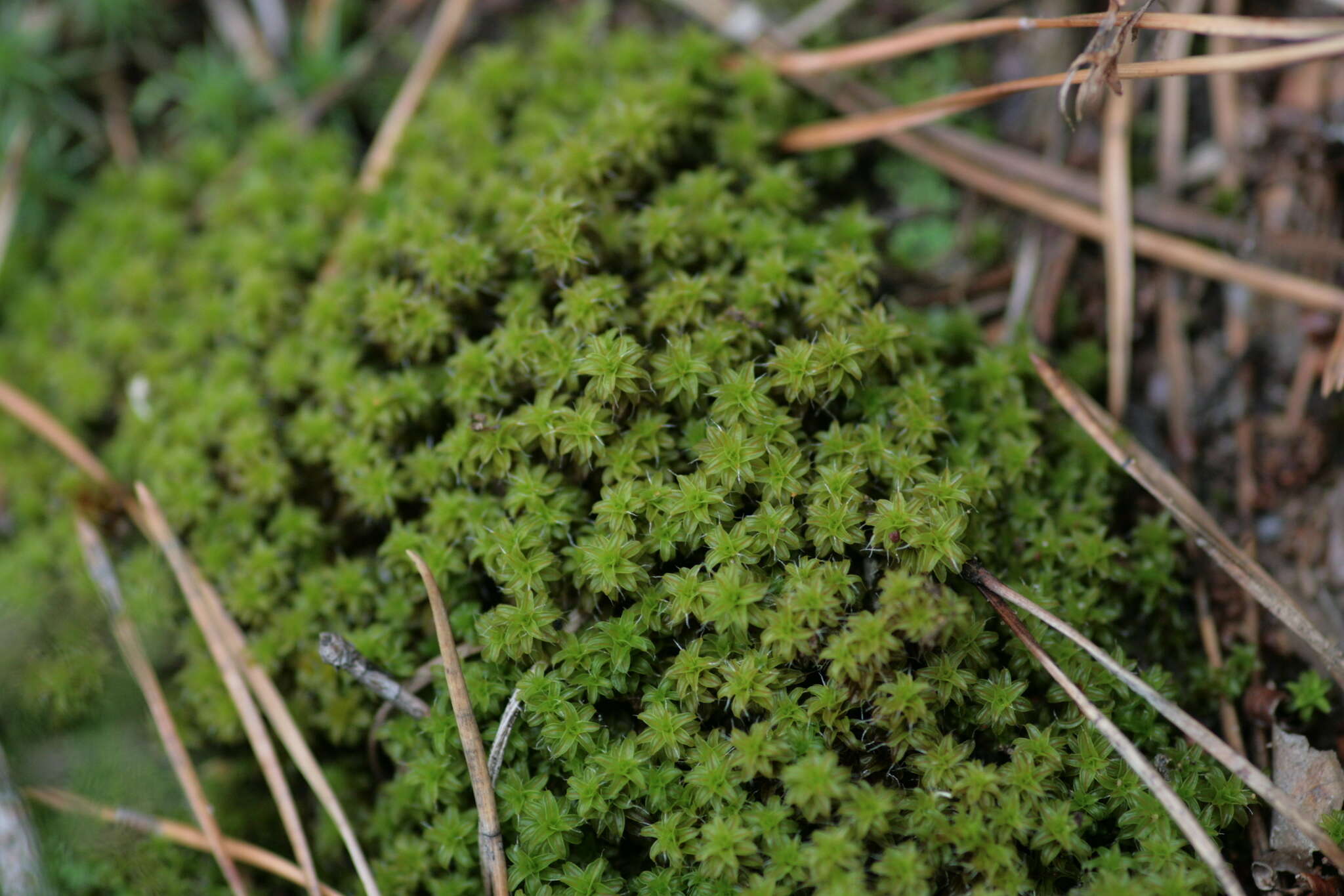 Plancia ëd Syntrichia ruralis Weber & D. Mohr 1803